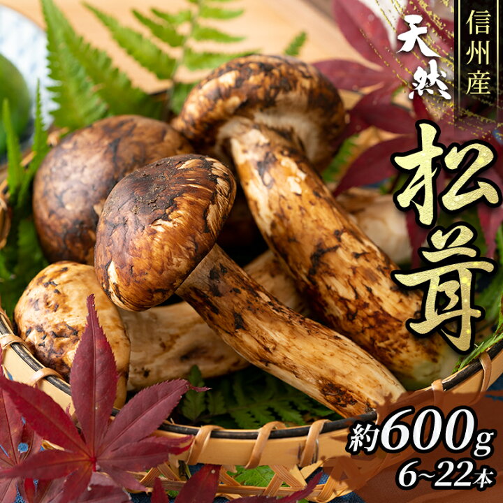 楽天市場】【ふるさと納税】信州産「天然松茸」（約600g/6〜22本 