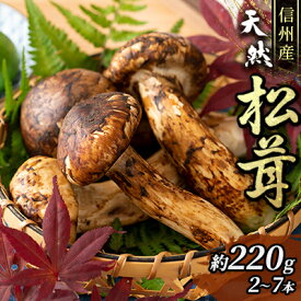 【ふるさと納税】信州産「天然松茸」（約220g/2～7本）　【野菜・きのこ】　お届け：2023年9月下旬頃より順次発送