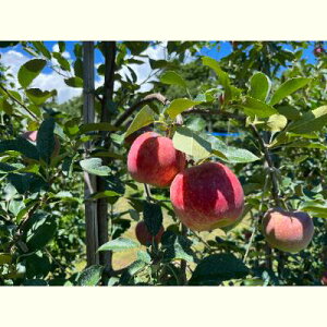 �y�ӂ邳�Ɣ[�Łz2026�N�Y ��� ���� �V�i�m���b�v �� 5kg �i14�ʁ`20�ʁj �Y�n���� �t���[�c �ʕ� �f�U�[�g ����� �����S �ь� �{ �{�̉ʕ� �{�̃t���[�c �M�B ����Y ���쌧 ���쌧�Y 2026 