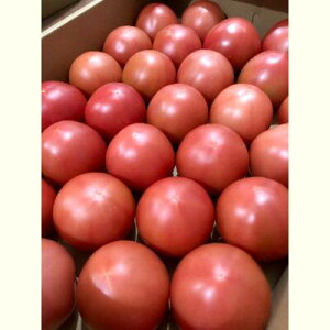 �y�ӂ邳�Ɣ[�Łz���쌧�Y�u�R�̃g�}�g�v4kg������ ( ��� �g�}�g ��ʃg�}�g �Ė�� ) �@���͂��F2026�N7�����{�`10�����{