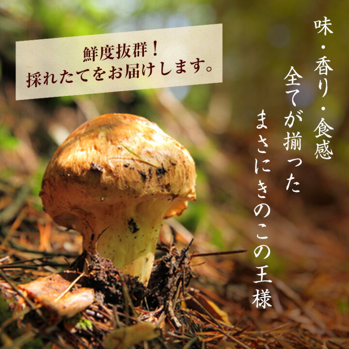 楽天市場】【ふるさと納税】信州産「天然松茸」（約150g/1～6本 