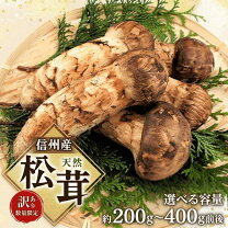 楽天市場】まつたけ 1本の通販