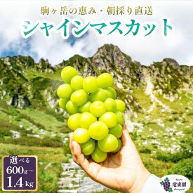 【ふるさと納税】【駒ヶ岳の恵み・朝採り直送】シャインマスカット特選房 選べる 約600g・約1kg・約1.4kg 中央アルプス 駒ヶ根産 種なし 皮ごと 山の雫 木曽駒ヶ岳 宝剣岳 千畳敷カール 寒暖差 信州 長野 ぶどう 2026　お届け：2026年9月上旬～10月下旬頃