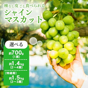 yӂ邳Ɣ[ŁzVC}XJbg I[ Iׂ 700g ` 1.5kg Ԃǂ VC}XJbg Y lC Ԍ VN Â 傫 ʕ  t[c { ̂ꂽ 햳  s