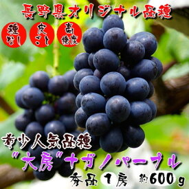 【ふるさと納税】厳選!濃厚大房ナガノパープル　秀品　1房(約600g)_ ぶどう ブドウ 葡萄 フルーツ くだもの 種無し 種なし 果物 人気 美味しい ふるさと 長野県 中野市 【配送不可地域：離島】【1234909】