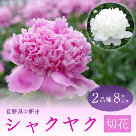 【ふるさと納税】シャクヤク切花　2品種8本入り【配送不可地域：離島】【1283309】
