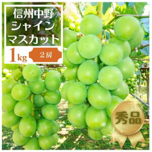 yӂ邳Ɣ[Łz쌧sYԂǂEVC}XJbgGi 1kg 2[yzsnFzy1494255z