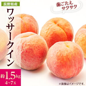 yӂ邳Ɣ[Łzy2026Nzt[c@쌧MB@bT[NC@1.5kg(4`7)@_   ʕ t[c  bT[NC lN^ d  Mtg v[g