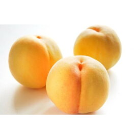 【ふるさと納税】【2026年発送】フルーツ王国　長野県産　北信州　桃　滝の沢ゴールド　約1.5kg(4～7玉)_ 桃 もも 果物 フルーツ くだもの 滝の沢ゴールド 贈答 ギフト プレゼント 信州 長野 送料無料 人気 産地直送 おすすめ 【配送不可地域：離島】【1530533】