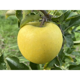 【ふるさと納税】シャキシャキ!サクサク!シナノゴールド 約5kg【1539933】