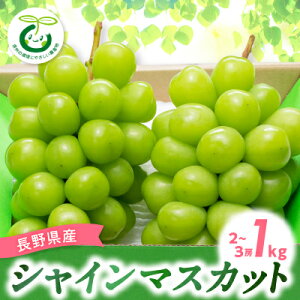 yӂ邳Ɣ[Łzy2025Ns\zVC}XJbg 1kg(2`3[)_ VC}XJbg Ԃǂ uhE }XJbg  쌧 1kg Â Ȃ ʕ  t[c fU[g Y Yn