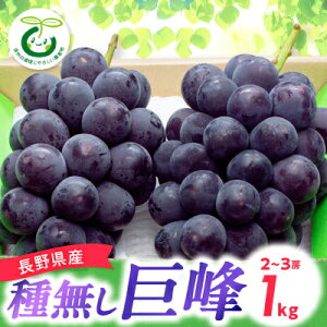 yӂ邳Ɣ[Łzy2025Ns\zMB햳 1kg(2`3[)_  Ԃǂ uhE  쌧 MB 1kg Ȃ Â ʕ  t[c fU[g Y Yn Y  Mtg v
