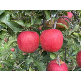 【ふるさと納税】シャキシャキッ!サンふじ 家庭用 約10kg【1558490】