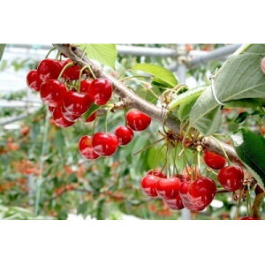 yӂ邳Ɣ[Łzy2026Nzt[c@MBY@ځ@ċс@2kg(200g×10pbN)yzsnFzy1569889z