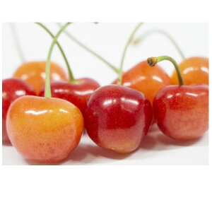 yӂ邳Ɣ[Łzy2026Nzt[c@MBY@ځ@@2.4kg(100g×24pbN)yzsnFzy1570419z