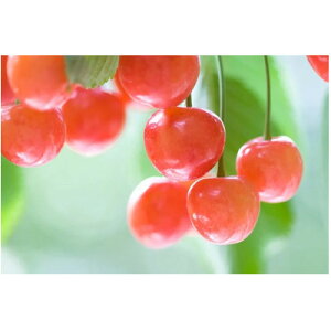 yӂ邳Ɣ[Łzy2026Nz@MBY@ځ@с@2.4kg(100g×24pbN)yzsnFzy1570438z