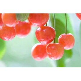 【ふるさと納税】【2026年発送】フルーツ王国　信州中野産　さくらんぼ　佐藤錦　約400g(約200g×2パック)【配送不可地域：離島】【1570910】