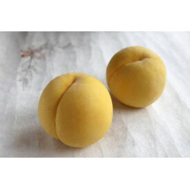 【ふるさと納税】【2026年発送】フルーツ王国　長野県信州直送　黄金桃　約1.5kg(3～7玉)【配送不可地域：離島】【1576205】