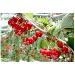 yӂ邳Ɣ[Łzy2026Nzt[cMBY@ځ@gG@1.5kg(100g×15pbN)yzsnFzy1577325z
