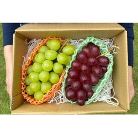 【ふるさと納税】【2025年発送】大粒 北信州 クイーンルージュ&シャインマスカット 各2房 計2kg以上_ シャインマスカット クイーンルージュ 食べ比べ ぶどう ブドウ マスカット 各2房 果物 くだもの フルーツ ギフト プレゼント 送料無料 【配送不可地域：離島】【1577492】