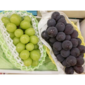 【ふるさと納税】【2026年発送】大粒 北信州 ナガノパープル&シャインマスカット 各3房 計3kg以上_ ぶどう 葡萄 シャインマスカット 果物 フルーツ くだもの 人気 おすすめ 送料無料 産地直送 長野 信州 ナガノパープル 【配送不可地域：離島】【1577502】