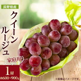 【ふるさと納税】【2025年発送】長野限定　家庭用　クイーンルージュ(赤ぶどう)1房(約600～900g)_ ぶどう ブドウ 葡萄 長野県 種なし 赤ぶどう クイーンルージュ 1房 果物 くだもの フルーツ 家庭用 自宅用 国産 産地直送 送料無料 【配送不可地域：離島】【1580240】