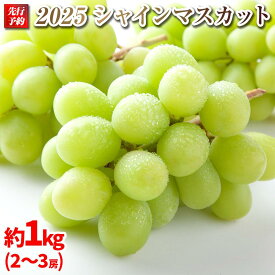 【ふるさと納税】【先行予約】A 2025 シャインマスカット　2房～3房　約1キロ 【10月中旬頃～順次発送予定】長野県産 　国際特許有機肥料栽培 | 果物 フルーツ ぶどう ブドウ シャインマスカット 高糖度 種なし 人気 おすすめ ギフト 送料無料 長野県 大町市