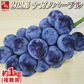 【ふるさと納税】【先行予約】2025　ナガノパープル　A 【訳あり粒抜け等】　房複数　約1キロ　長野県産 【10月初旬頃～順次発送予定】国際特許有機肥料栽培 | 訳あり 果物 フルーツ ぶどう ナガノパープル 種なし 人気 おすすめ ブドウ ギフト 送料無料 長野県 大町市