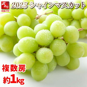 yӂ邳Ɣ[Łzys\zB 2025 VC}XJbgy󂠂藱z [@1L @쌧Y@y10{`\z@ۓL@엿͔| | t[c ʕ  H