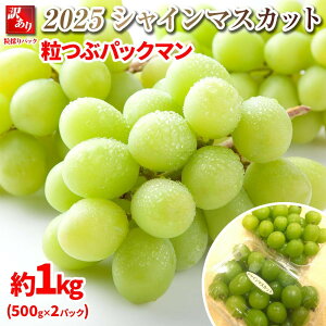 yӂ邳Ɣ[Łzys\zB 2025 VC}XJbg@ԃpbN}y󂠂pbNz 2pbN@1L@쌧Yy10{`\ zۓL@엿͔| | t[c 