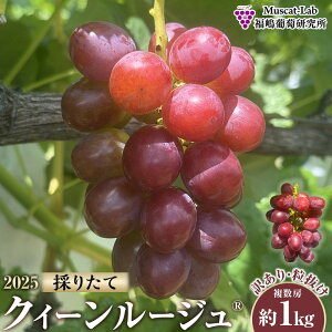 yӂ邳Ɣ[Łzys\z2025 NC[[WR@y󂠂藱z@[@1L@y10{`\z@쌧Y@ۓL@엿͔|@ | t[c ʕ  