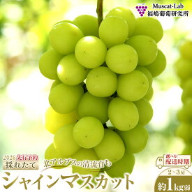 【ふるさと納税】【先行予約】2026 シャインマスカット　2房～3房　約1kg弱【選べる配送時期】長野県産 　国際特許有機肥料栽培 | 果物 フルーツ ぶどう ブドウ シャインマスカット 高糖度 種なし 人気 おすすめ ギフト 送料無料 長野県 大町市