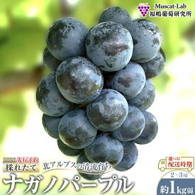 【ふるさと納税】【先行予約】2026　ナガノパープル　2房～3房　約1kg弱　長野県産 【選べる配送時期】国際特許有機肥料栽培