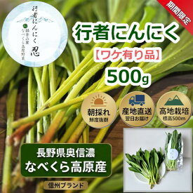 【ふるさと納税】【令和9年産先行予約】＼訳あり／行者にんにく 500g 1箱 【 長野県 飯山市 なべくら高原 鍋倉 高原野菜 ぎょうじゃ にんにく 行者にんにく 直送 独自栽培 山菜 ビタミン 健康 人気 美味しい B品 オススメ 】