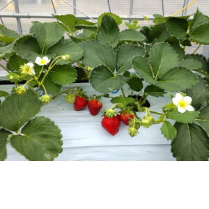 yӂ邳Ɣ[Łz쌧sY@@Lbc/MBS8-9@1 500gyzsnFEkCEꌧEElEBzy1596532z