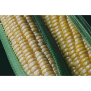 【ふるさと納税】【訳あり】朝採れ 八ヶ岳生とうもろこし はねだし10本(約3kg)〈26年7月〜9月下旬発送予定〉【配送不可地域:離島】【1678265】