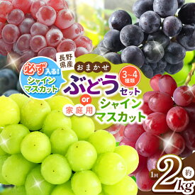【ふるさと納税】【2026年先行予約】 農家さん応援！【選べるご家庭用】シャインマスカット or シャインマスカットの入ったお任せブドウセット ≪9月下旬頃～発送予定≫ | 果物 くだもの フルーツ 葡萄 ぶどう ブドウ マスカット シャインマスカット 家庭用 長野県 塩尻市