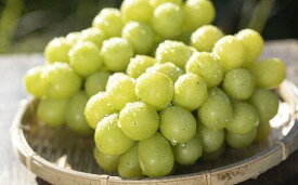 【ふるさと納税】【ご家庭用】【数量限定】 農家さん応援企画！！ 【2026年先行予約】 シャインマスカット 1.8kg ≪2026年9月下旬～順次発送≫ 塩尻市産 | シャイン ぶどう 葡萄 ブドウ くだもの 果物 フルーツ マスカット 先行 先行予約 旬 塩尻 長野 信州