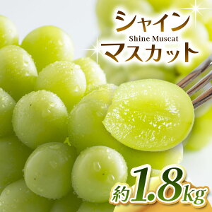 yӂ邳Ɣ[ŁzVC}XJbg 1.8kg 2025N9{`\ KsY | VC Ԃǂ  uhE  ʕ t[c }XJbg Ⴂ ܂ s s\ { 