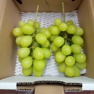 yӂ邳Ɣ[Łz IׂI󂠂 VC}XJbg 1kg`3kg (2`7[) Â݂n Xۑ L@엿͔| | ʕ  t[c  Ԃǂ uhE VC}XJbg 쌧 