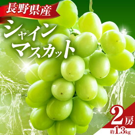 【ふるさと納税】【2026年先行予約！】シャインマスカット 2房 (約1.3kg）（2026年9月下旬より発送予定） | シャイン ぶどう 葡萄 ブドウ くだもの 果物 フルーツ マスカット しゃいん ますかっと 先行 先行予約 長野県 塩尻市