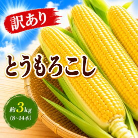 【ふるさと納税】訳あり とうもろこし【品種：ゴールドラッシュ】 約3kg（8～14本）｜トウモロコシ とうもろこし 訳あり ゴールドラッシュ 子供 こども おやつ 長野県 塩尻市