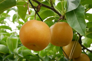 �y�ӂ邳�Ɣ[�Łz�y2026�N ��s�\��z�I�ׂ�ʁI�M�B���{���Y ���y�K���E�L���E�쐅�z���܂����l�ߍ��킹�Z�b�g�y2026�N7�������甭���z �b �ʕ� �������� �t���[�c �K�� �L�� �쐅 �M�B�Y 