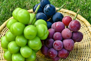 �y�ӂ邳�Ɣ[�Łz�y2026�N ��s�\��z�����p �M�B�Y �����y�l�ߍ��킹�z3�[ �y�V���C���}�X�J�b�g�A�i�K�m�p�[�v���A�N�C�[�����[�W��R�z�i8�������珇�������j | �ʕ� �������� �t���[�c 