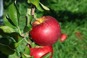 �y�ӂ邳�Ɣ[�Łz�y2026�N ��s�\��z�I�ׂ�i��I�M�B�Y ��񂲁y10����{�����珇�������z | �ʕ� �������� �t���[�c �ь� ��� �����S �T���ӂ� �H�f �V�i�m�X�C�[�g �V�i�m�S�[���h ��