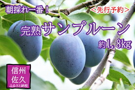 【ふるさと納税】〈先行予約〉朝採れ一番！完熟サンプルーン　約1.8kg ＜出荷開始：2024年 9月1日～2024年 9月25日まで＞【 フルーツ プルーン 長野県 佐久市 】