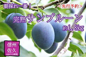 yӂ邳Ɣ[Łzys\z쌧Y Tv[ 1.8kg q2025N93`25oׁ^ kCEE͔zsMB@ʕ@X@{ʁ@Ԍy t[c v[ 쌧 