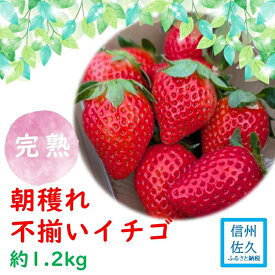 【ふるさと納税】【期間限定／先行予約】朝穫れ完熟不揃いイチゴ約1.2kg（北海道・沖縄県・離島は発送不可）4種類のいちごから厳選 苺 ストロベリー 産地直送 長野県 佐久市 旬彩