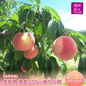 【ふるさと納税】【先行予約】長野県 標高800m育ちの桃 約1.8kg（あかつき大玉）〈2026年8月1日～15日出荷／ 北海道・沖縄・離島は配送不可＞信州 果物 もも　モモ 旬彩 期間限定 【 フルーツ 長野県 佐久市 】