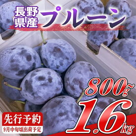 【ふるさと納税】プルーン【先行予約・2026年9月上旬～中旬発送】(北海道・沖縄・離島は配送不可)　サンプルーン 果物　フルーツ　くだもの　生プルーン　プルーン栽培発祥の地　信州　長野県　佐久市　産地直送　旬彩